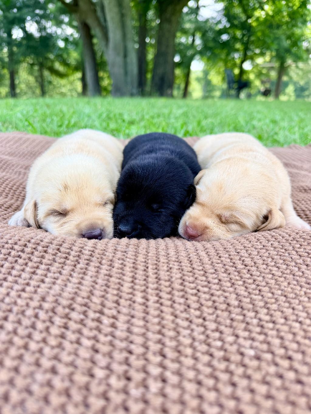 YELLOW PUPPIES Labrador Retriever