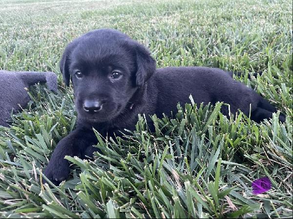 Labrador Retriever