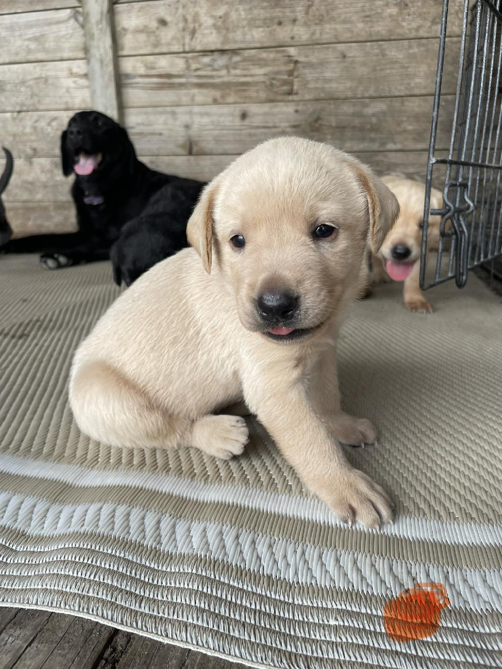 KANSAS PUREBRED LABS Labrador Retriever