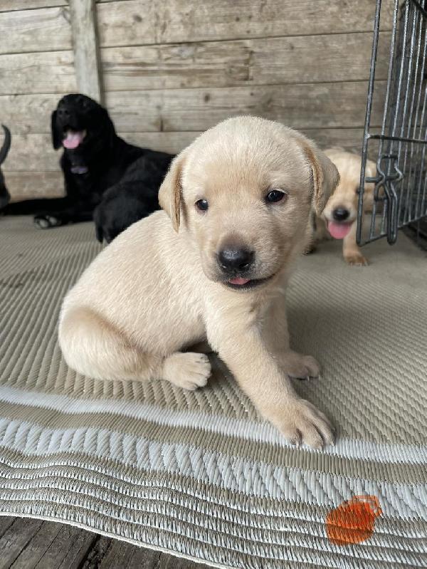 KANSAS PUREBRED LABS Labrador Retriever