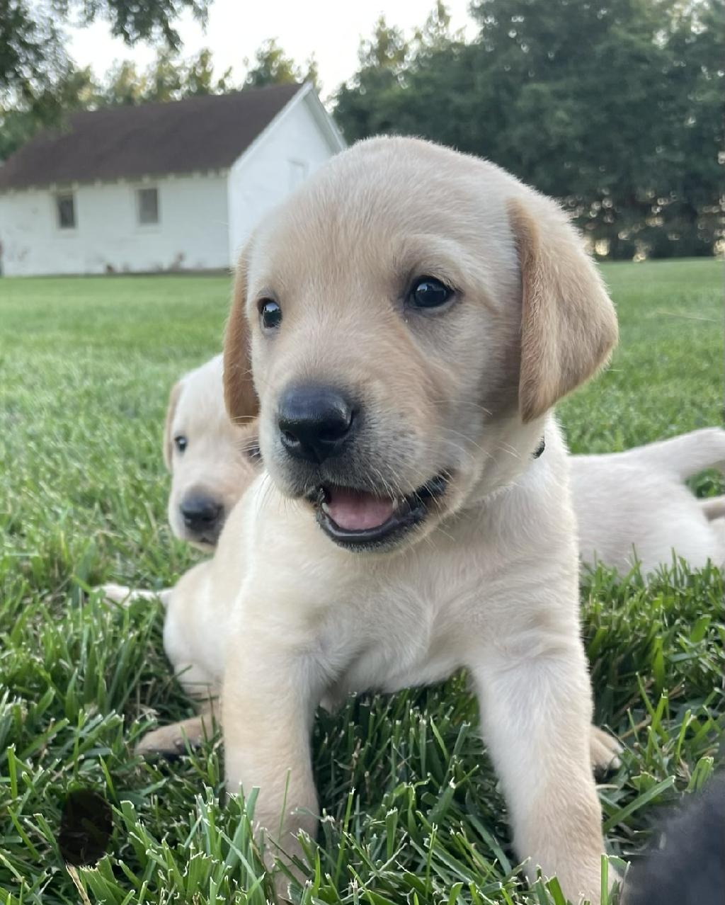KANSAS PUREBRED LABS Labrador Retriever