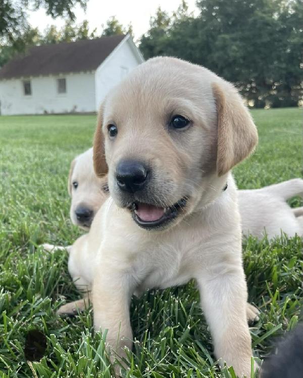 KANSAS PUREBRED LABS Labrador Retriever