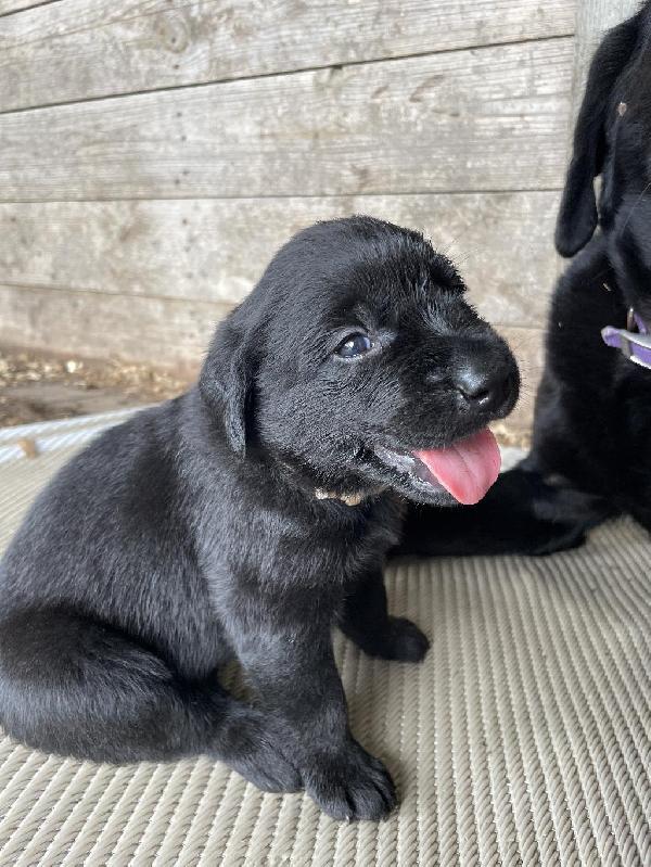 KANSAS PUREBRED LABS Labrador Retriever