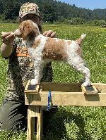 11 WEEK OLD BRITTANY MALE