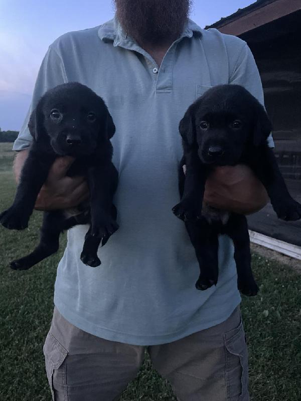 AKC BLACK LAB MALE PUPS Labrador Retriever