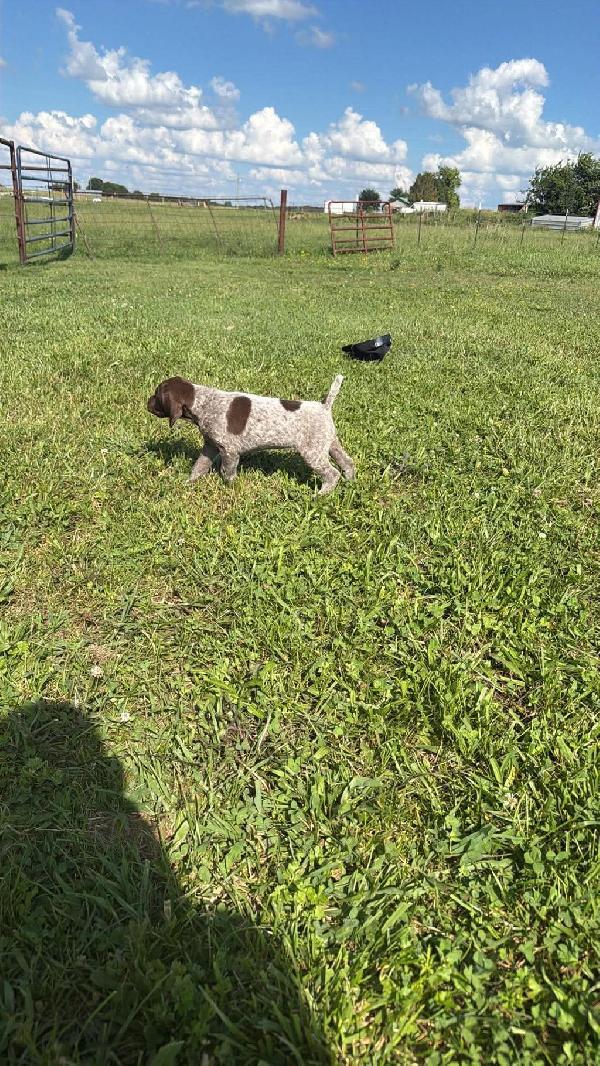German Shorthaired Pointer