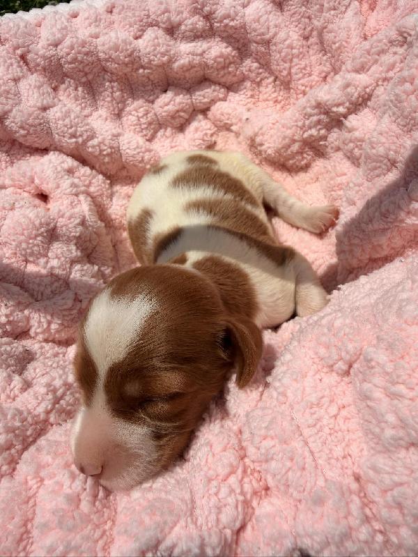 AMERICAN BRITTANY LITTER FOR SALE American Brittany