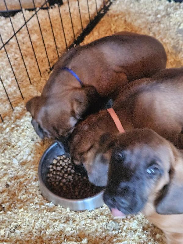 BAVARIAN MOUNTAIN HOUND PUPPIES Bavarian Mountain hound