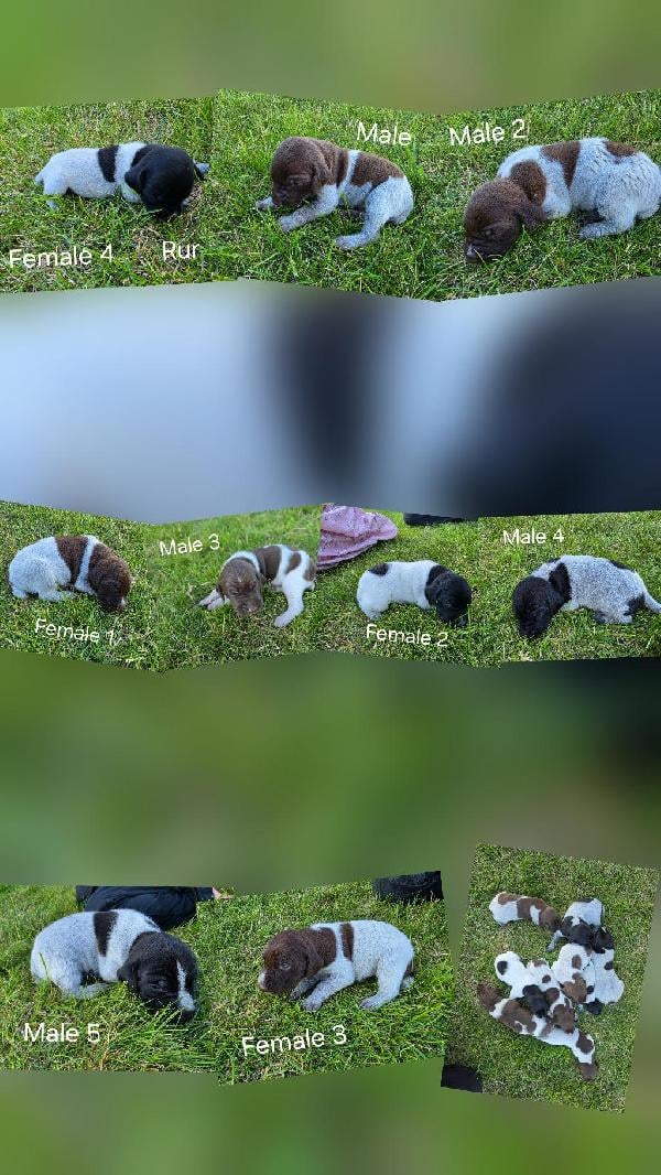 German Shorthaired Pointer
