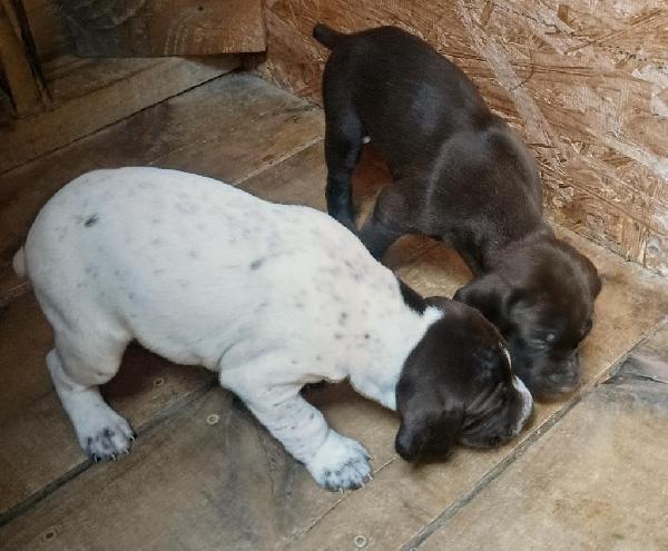 GERMAN SHORTHAIRED POINTERS AVAILABLE JULY 25 German Shorthaired Pointer