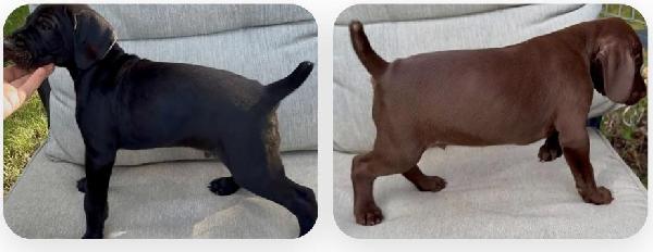 GERMAN SHORTHAIRED POINTER MALES German Shorthaired Pointer
