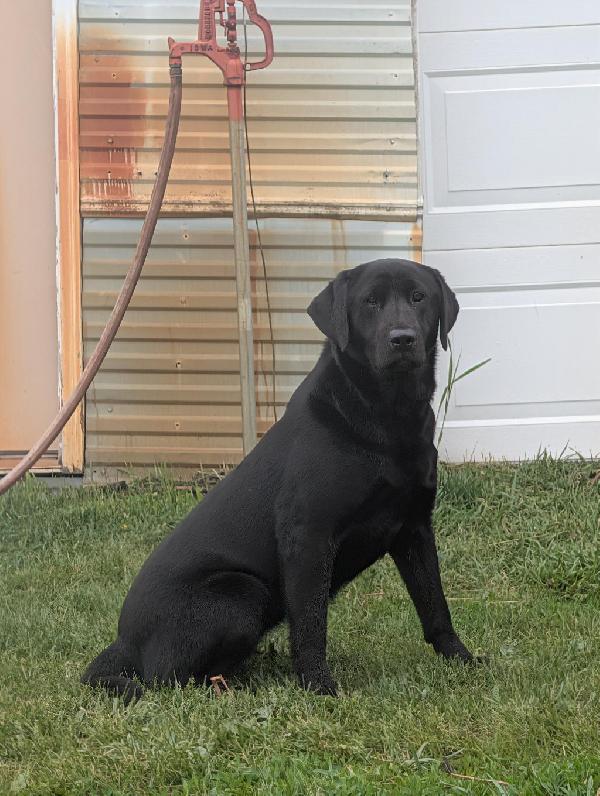 AKC REGISTERED LABRADOR RETRIEVERS Labrador Retriever