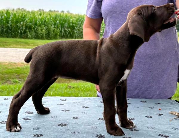 German Shorthaired Pointer