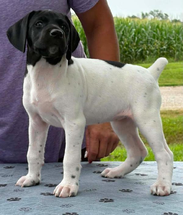 GRETCHEN 7 WEEKS