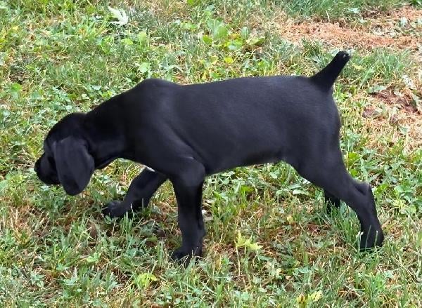 German Shorthaired Pointer