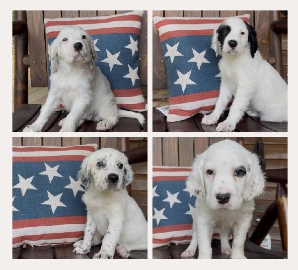 LLEWELLIN SETTER PUPPIES Llewellin Setter