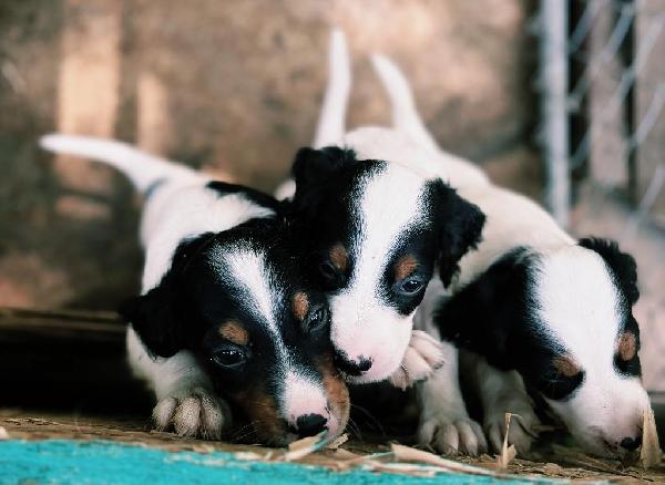 ENGLISH SETTER PUPPIES English Setter