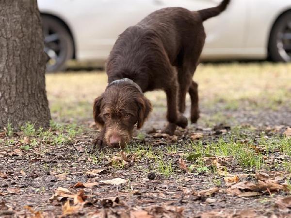 Wirehaired Pointing Griffon