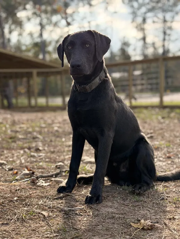 YOUNG LABRADOR Labrador Retriever