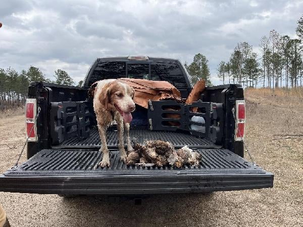 American Brittany