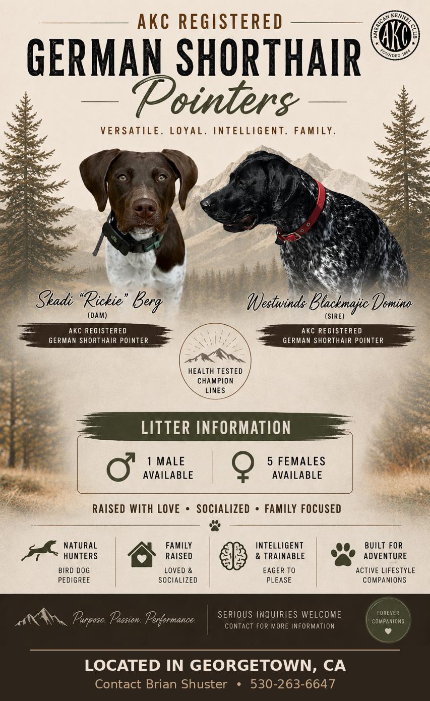 AKC REGISTERED GSP’S German Shorthaired Pointer