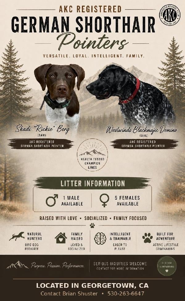 German Shorthaired Pointer