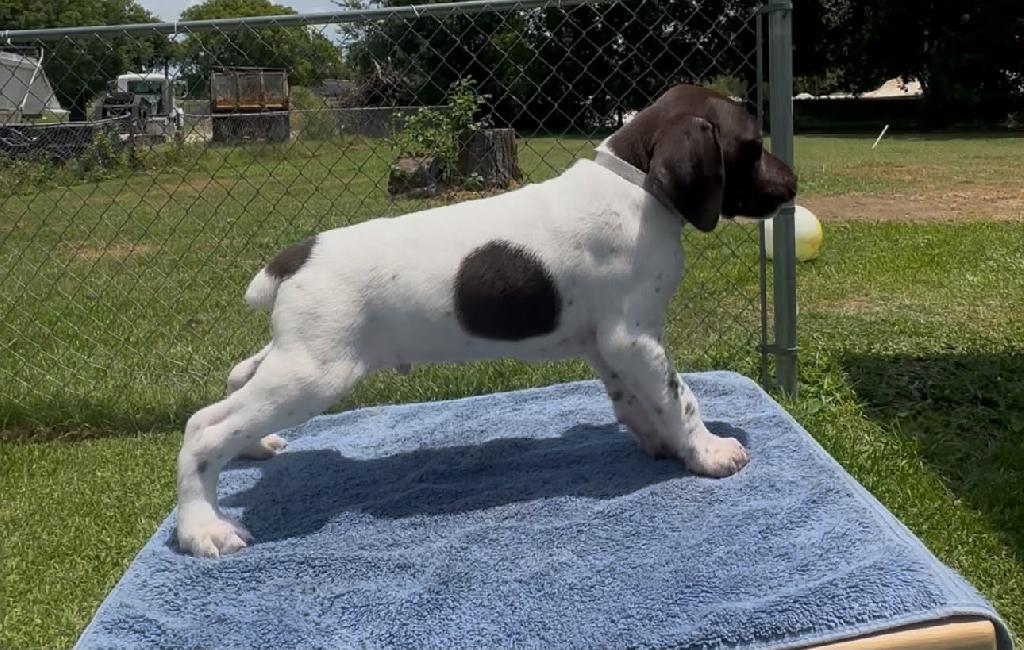 German Shorthaired Pointer