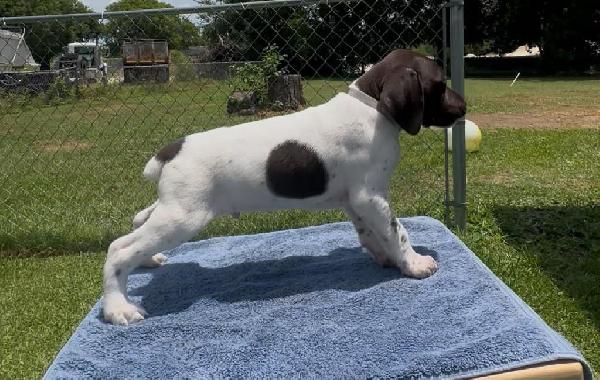 German Shorthaired Pointer