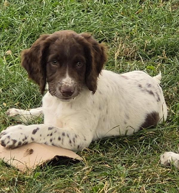 English Springer Spaniel