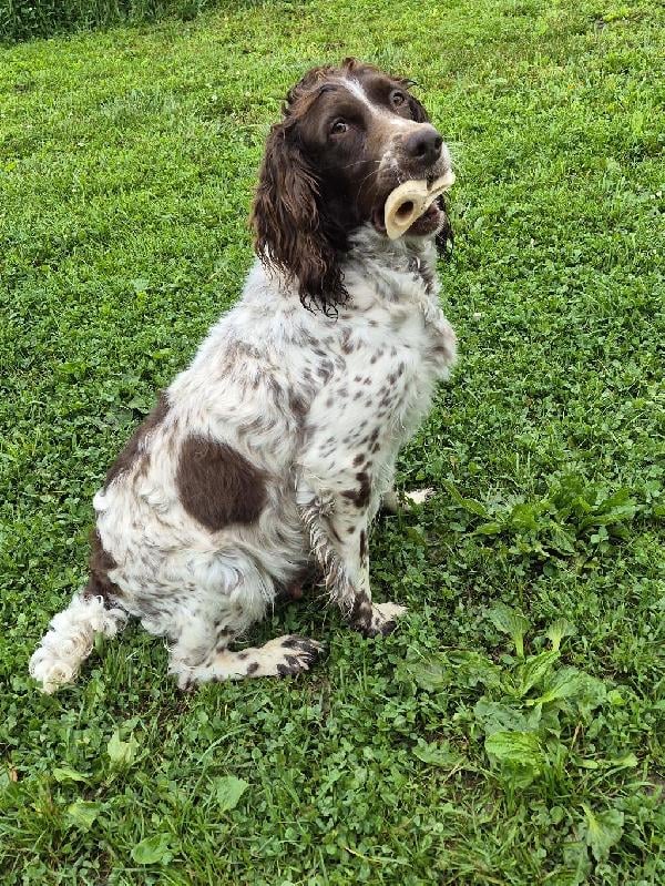 English Springer Spaniel