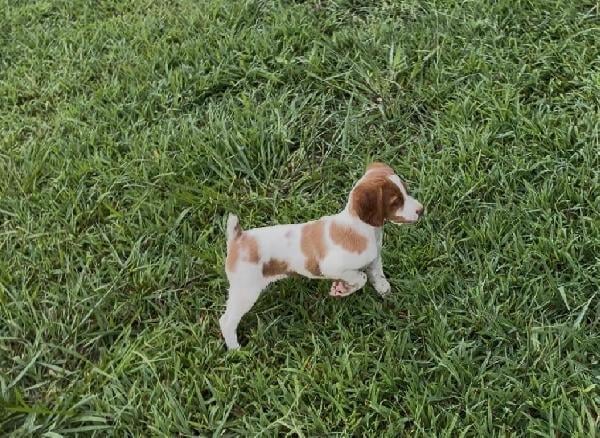 American Brittany