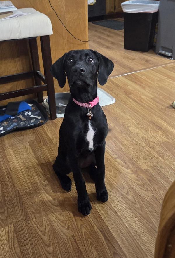 German Shorthaired Pointer