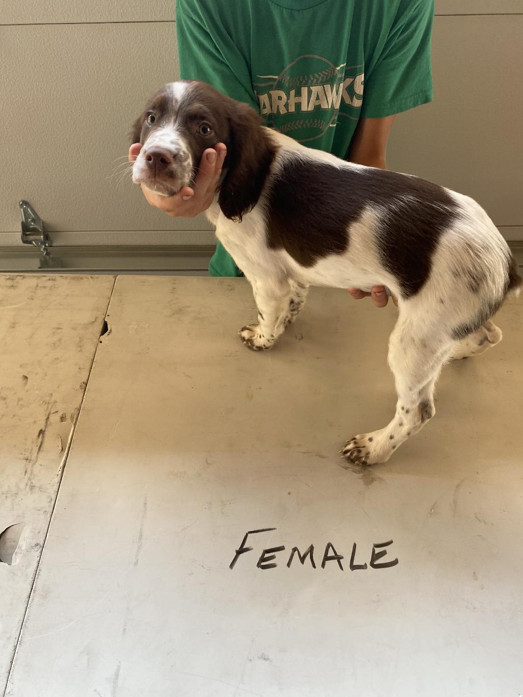American Brittany