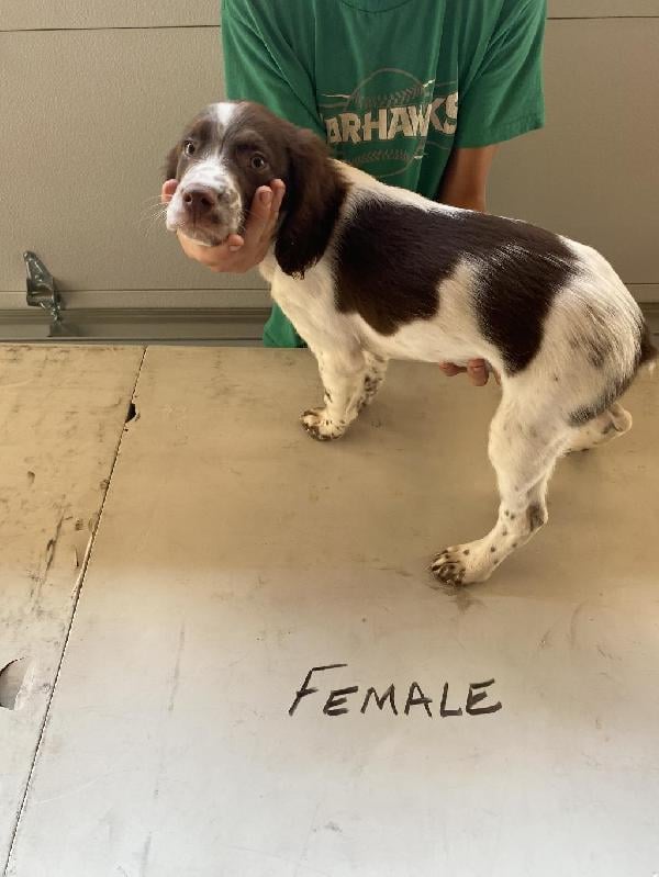 American Brittany