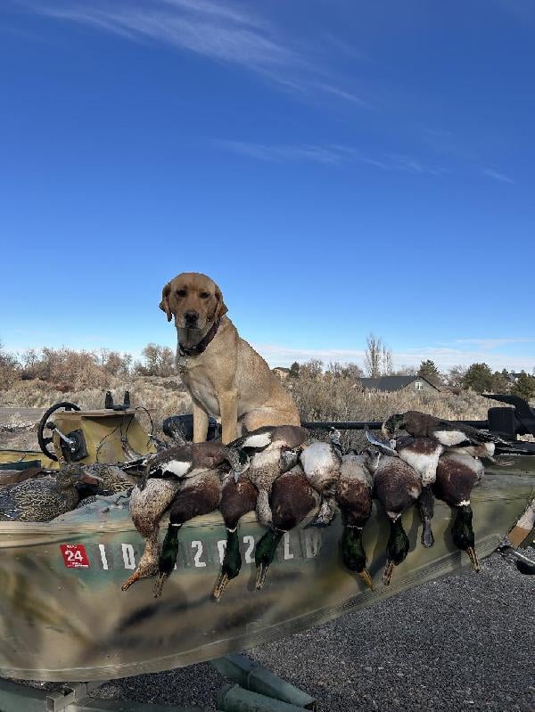 Labrador Retriever
