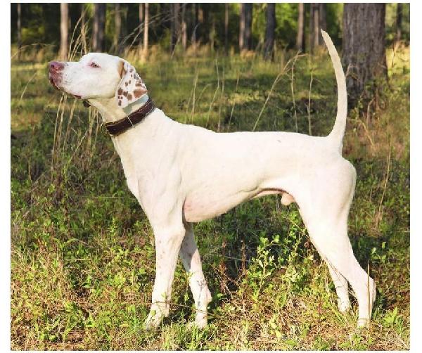 English Pointer
