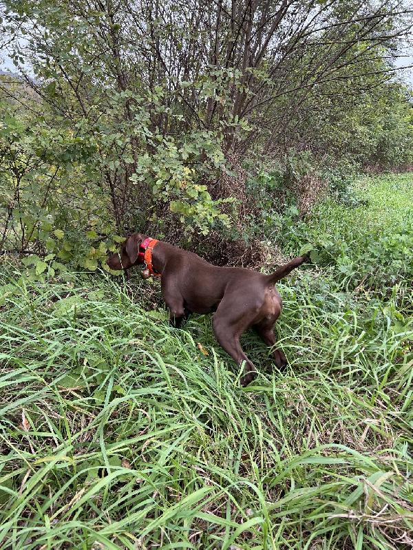 German Shorthaired Pointer