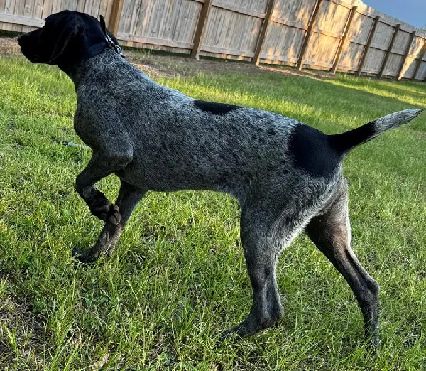 German Shorthaired Pointer