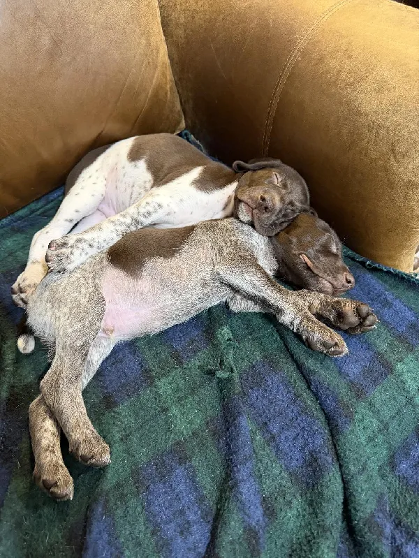 German Shorthaired Pointer