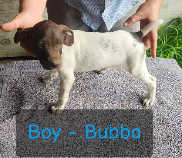 THE STREAKERS, LITTER OF 6 GSP PUPS German Shorthaired Pointer