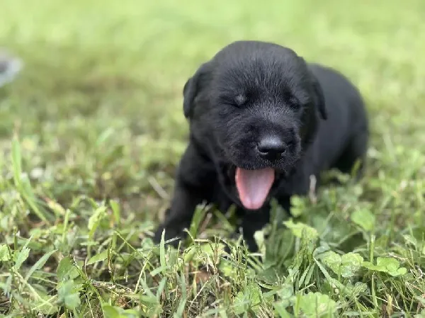 8 LABRADOR RETRIEVER PUPPIES Labrador Retriever