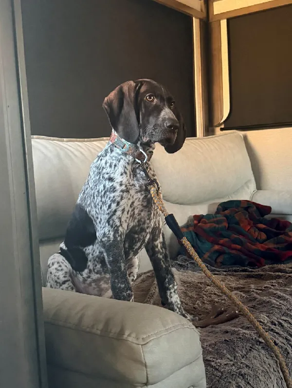 8 MONTH GSP READY FOR HUNTER German Shorthaired Pointer