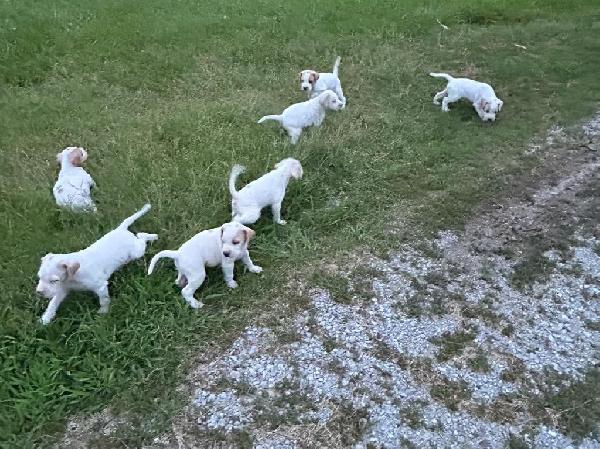 English Pointer