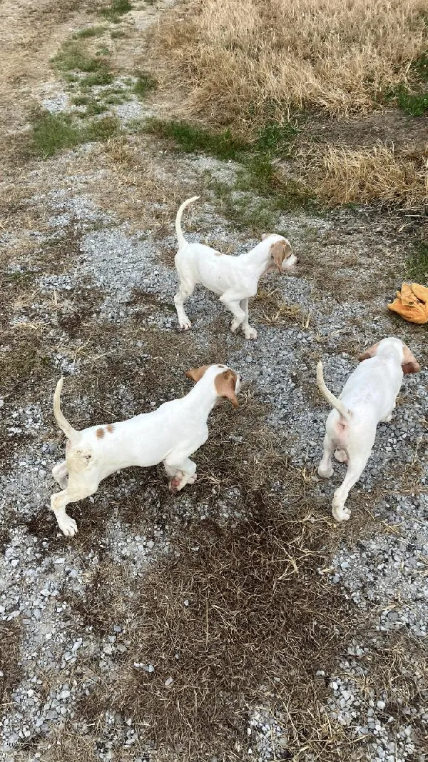 English Pointer