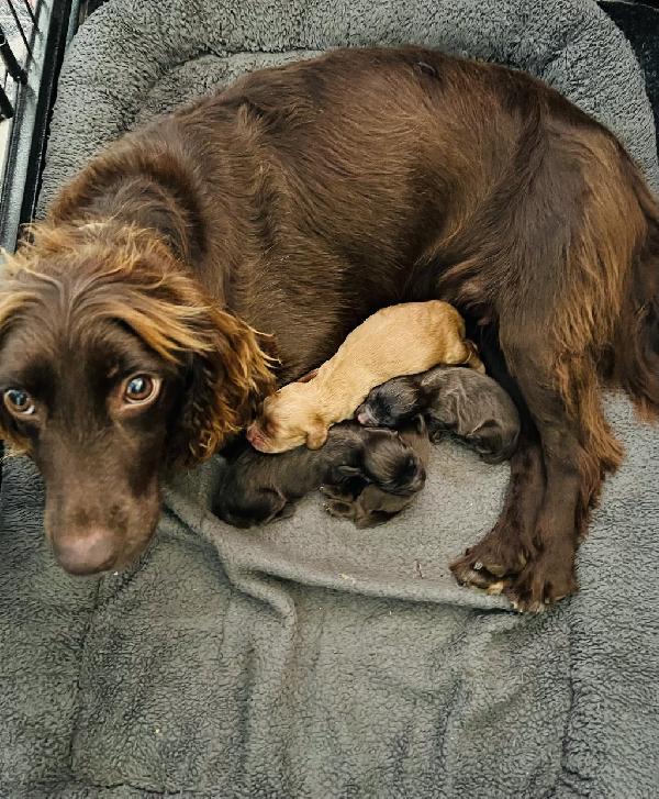 English Cocker Spaniel