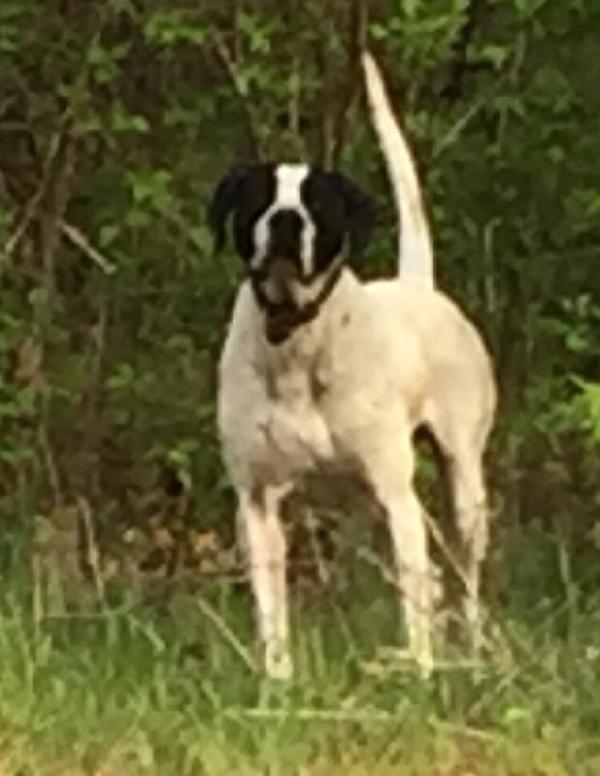 English Pointer