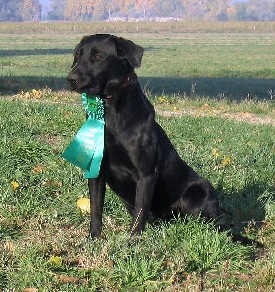 (MO) Grand Master Pointing Retriever at Stud!