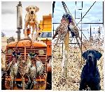 BLACK AND YELLOW REPEAT BREEDING DUE AUGUST 8