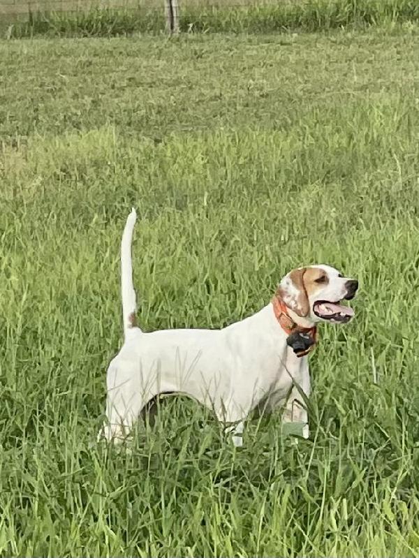 WHAT EVER U WANT English Pointer