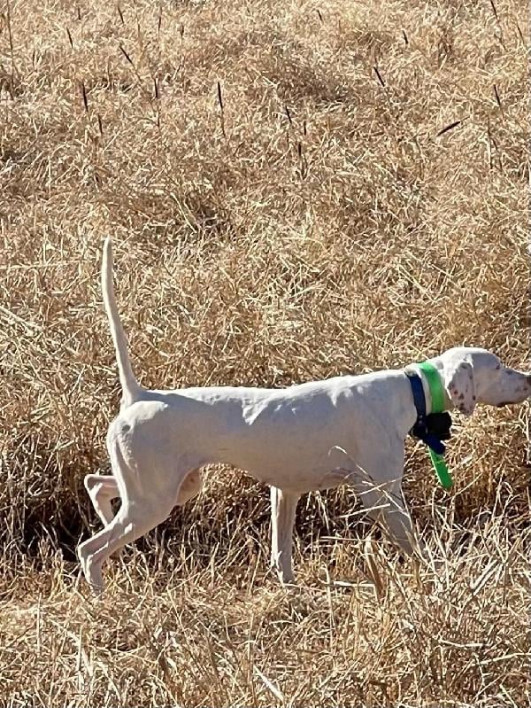 English Pointer